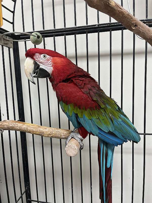 handfed-tame-green-wing-macaw-for-sale