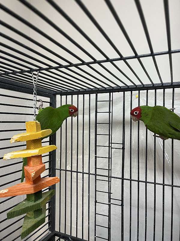 medium-cherry-green-bird-for-sale