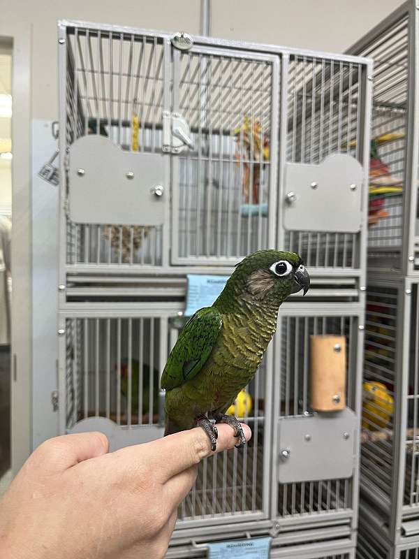 black-maroon-bellied-conure-for-sale