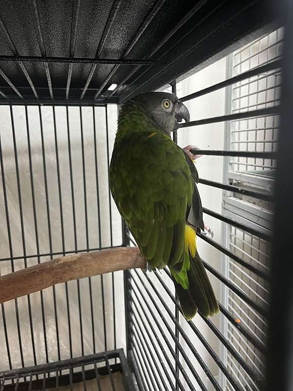 green-cute-rescue-bird-for-sale