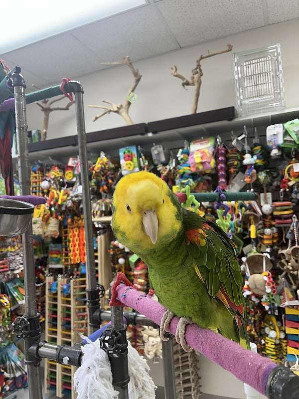 crimson-double-yellow-head-amazon-parrot-for-sale