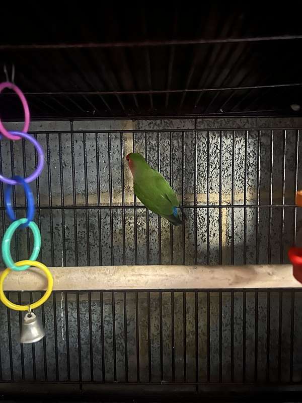 lovebird-for-sale