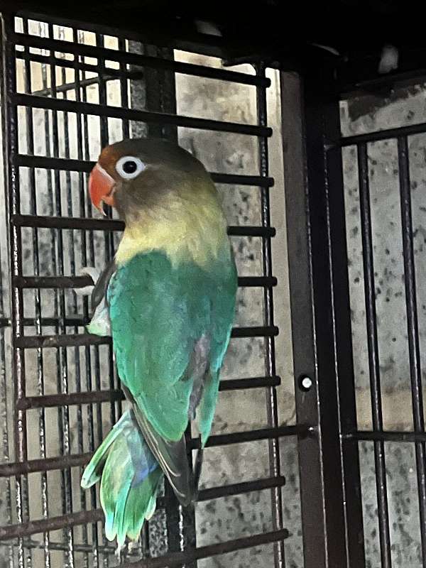 lovebird-for-sale