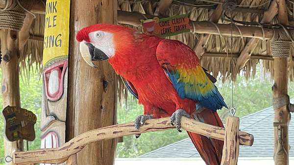 macaw-scarlet-macaw-for-sale-in-crosby-tx