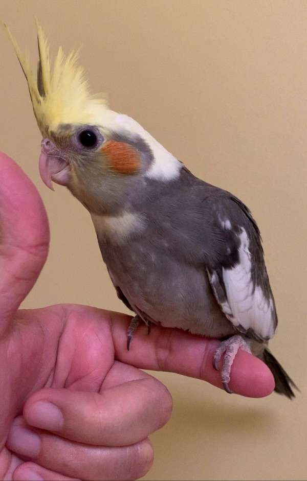 cockatiel-for-sale