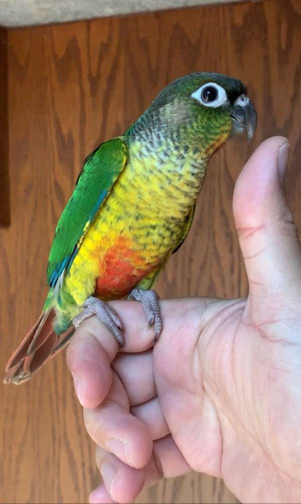 green-cheek-conure-for-sale-in-gaithersburg-md