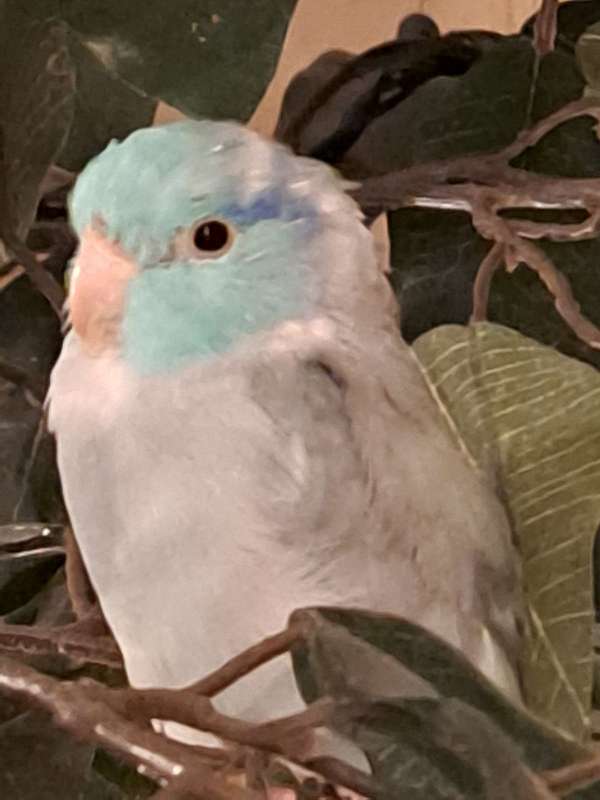 young-parrotlet-for-sale