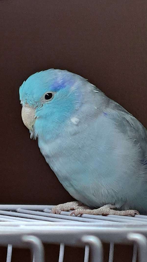 parrotlet-for-sale-in-gambier-oh