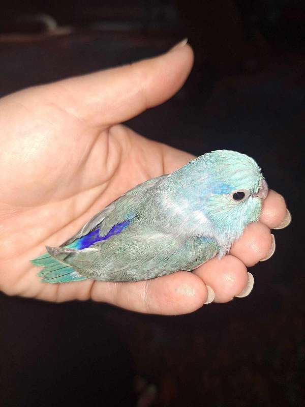 parrotlet-for-sale