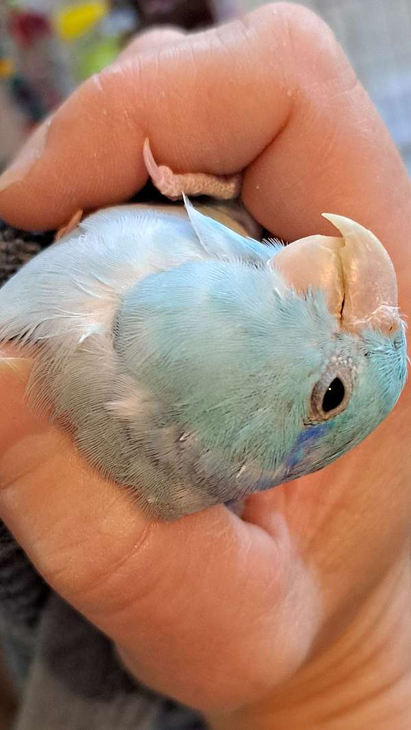 blue-pied-parrotlet-for-sale