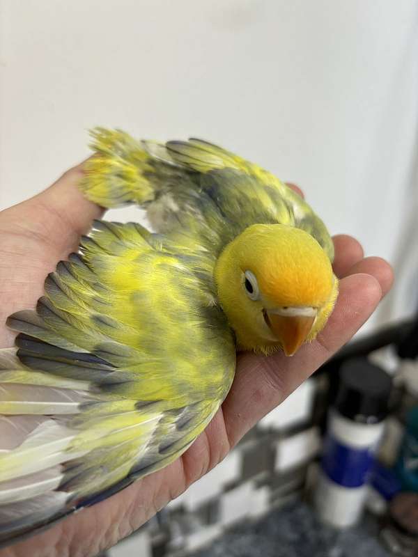 cute-playful-bird-for-sale-in-inverness-fl