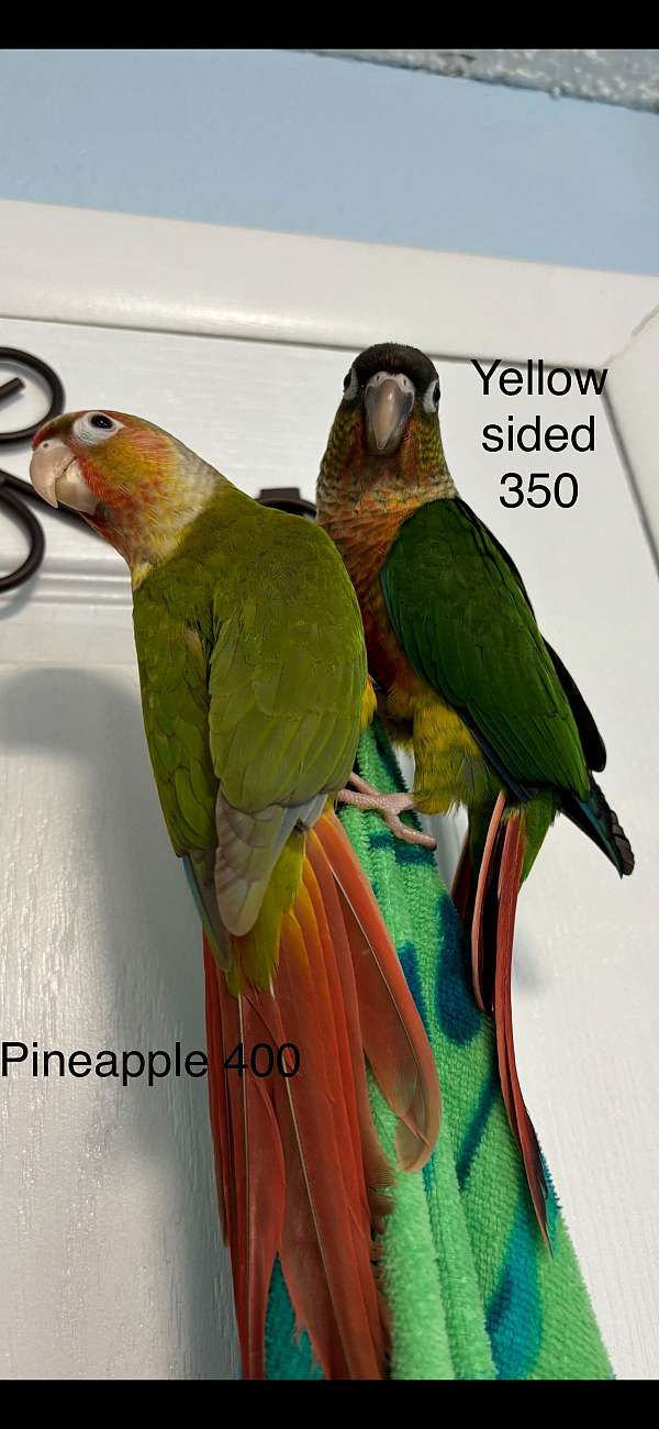 green-cheek-conure-for-sale