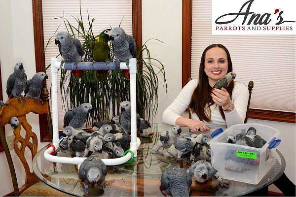 congo-african-grey-parrot-for-sale