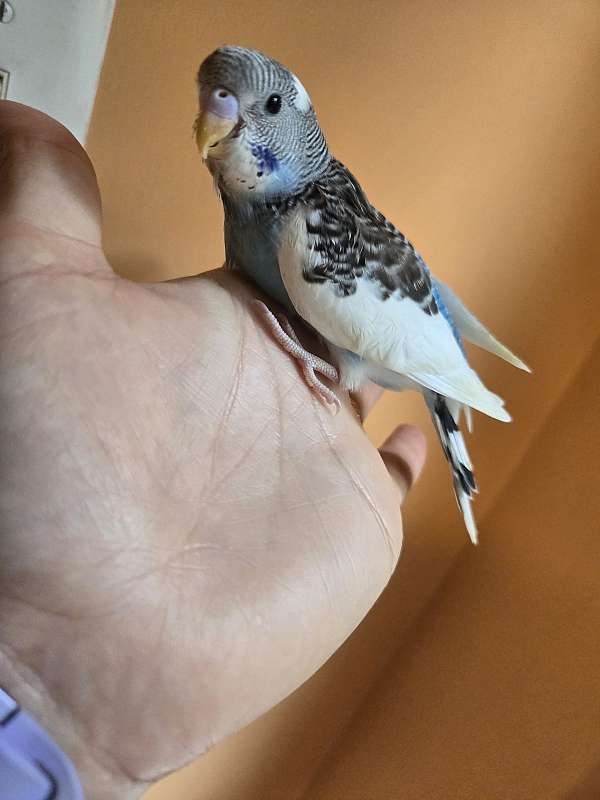 parakeet-for-sale