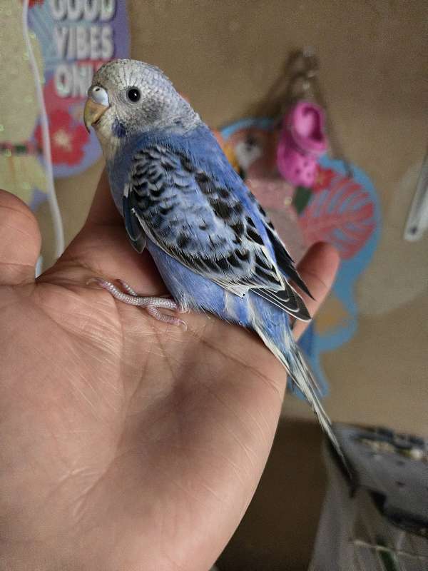 parakeet-for-sale