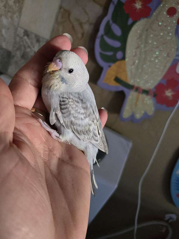 parakeet-for-sale