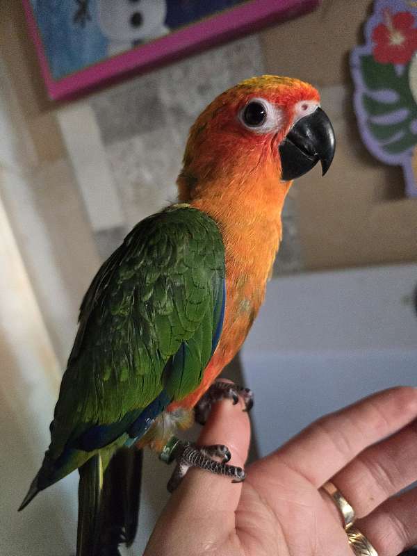 conure-for-sale