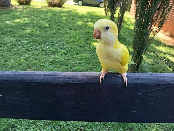 quaker-parrots-for-sale