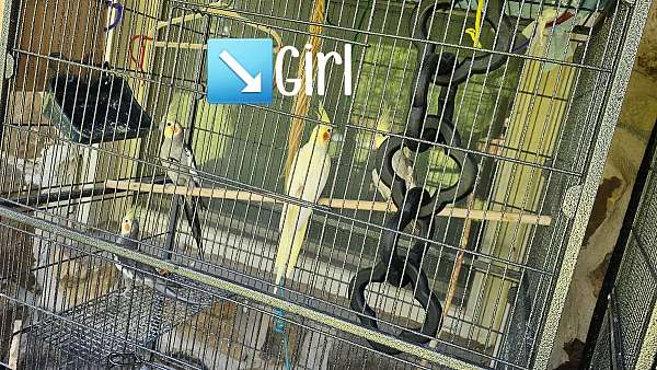 cockatiel-for-sale-in-muskogee-ok