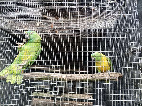 yellow-naped-amazon-parrot-for-sale-in-longwood-fl