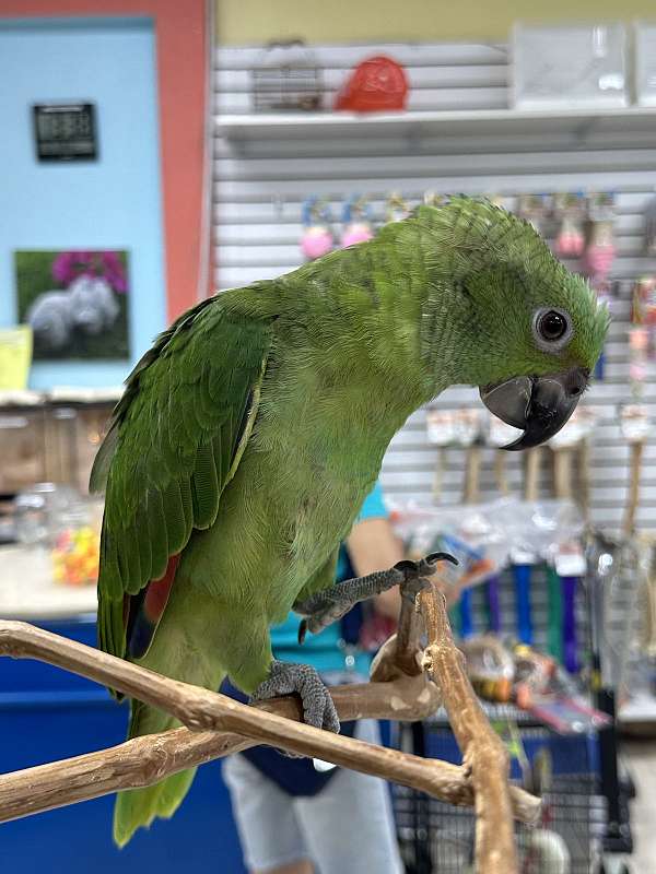 yellow-naped-amazon-parrot-for-sale