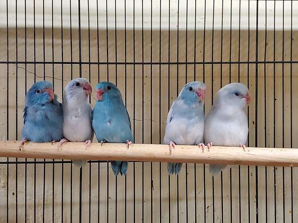 pacific-parrotlet-for-sale-in-topeka-ks