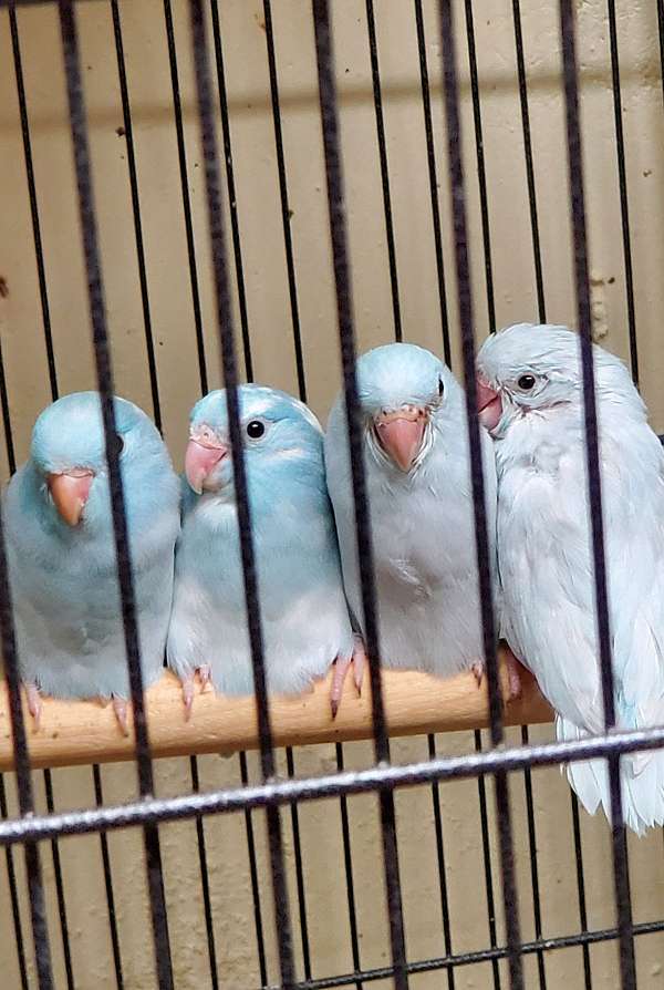 pacific-parrotlet-for-sale-in-topeka-ks