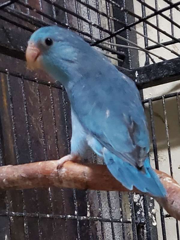 pacific-parrotlet-for-sale-in-topeka-ks