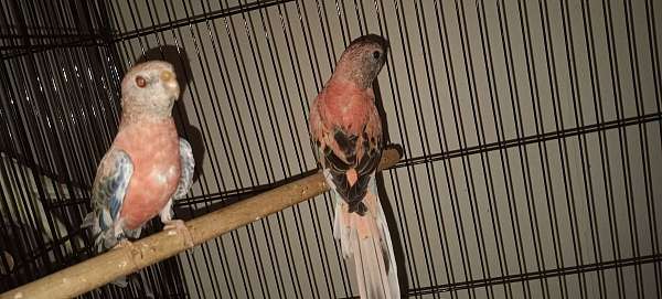 bourke-parakeet-for-sale-in-hohenwald-tn