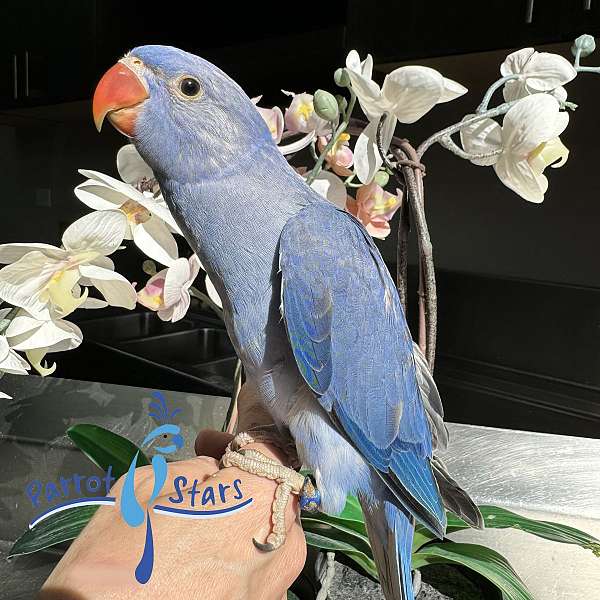 ringneck-parakeet-for-sale