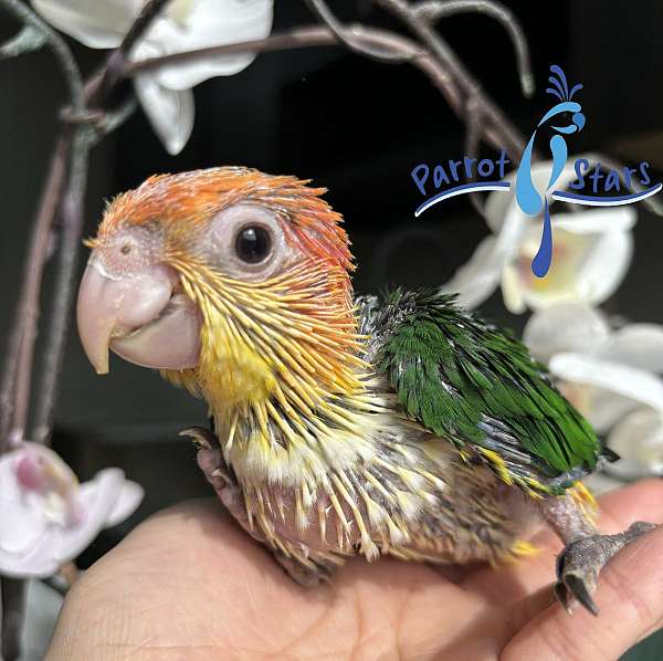 white-bellied-caique-for-sale