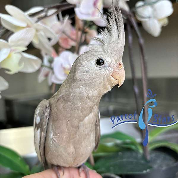 cockatiel-for-sale