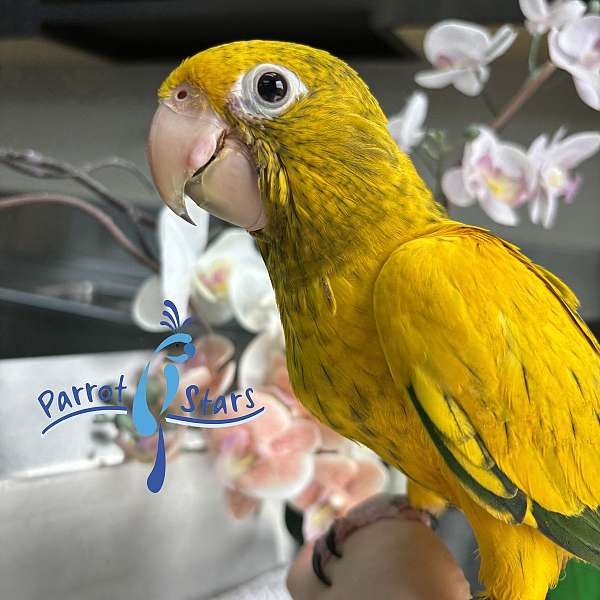 golden-conure-for-sale