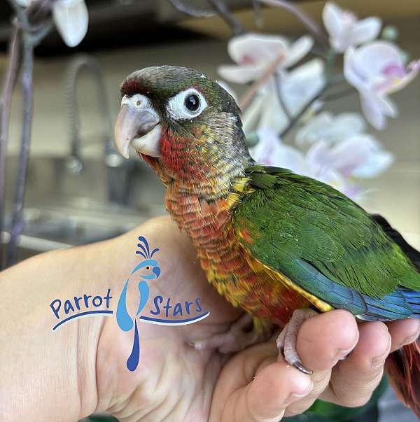 green-cheek-conure-for-sale