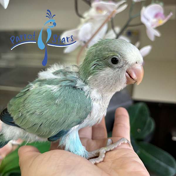 quaker-parrots-for-sale