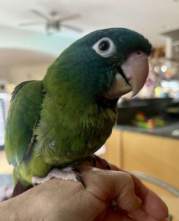 blue-crown-conure-for-sale-in-stafford-va