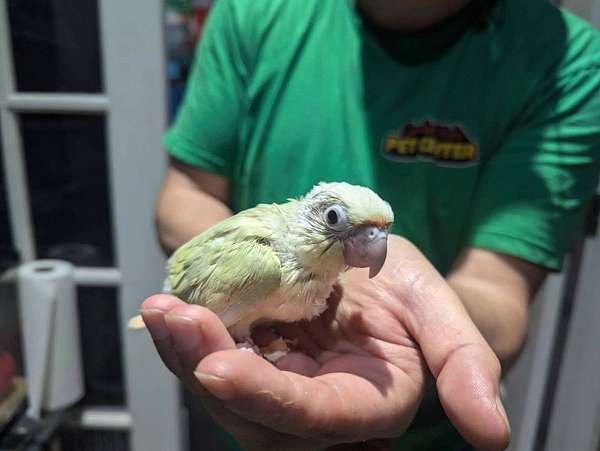 green-cheek-conure-for-sale-in-audubon-nj