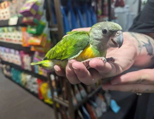 parrot-for-sale-in-audubon-nj