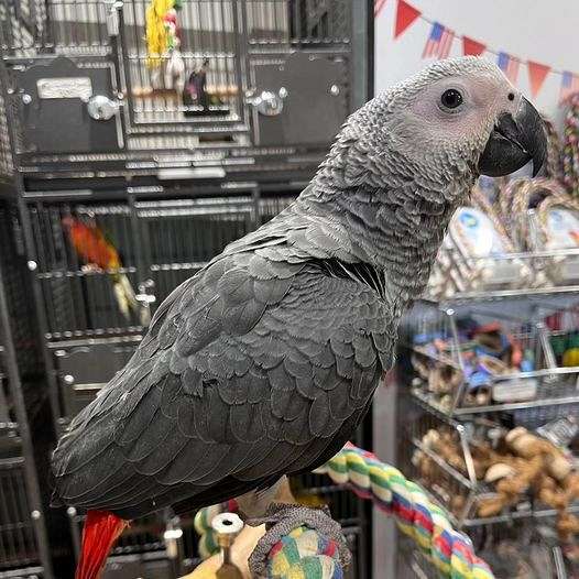 african-grey-parrot-for-sale-in-audubon-nj