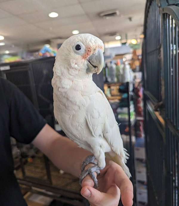 goffin-cockatoo-for-sale-in-audubon-nj