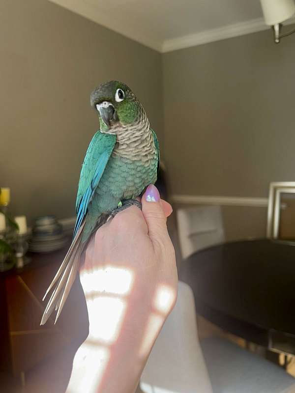 green-cheek-conure-for-sale