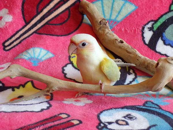 green-cheek-conure-for-sale-in-winnsboro-tx