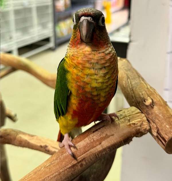 conure-green-cheek-conure-for-sale-in-winter-springs-fl