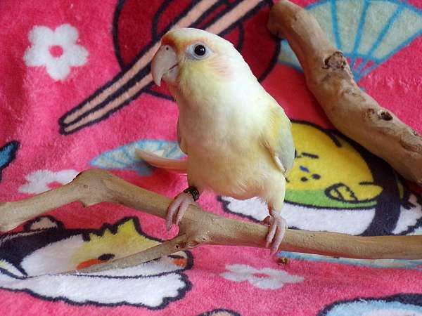 male-bird-for-sale-in-winnsboro-tx