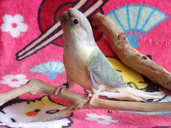 green-cheek-conure-for-sale