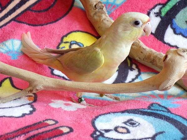 green-cheek-conure-for-sale