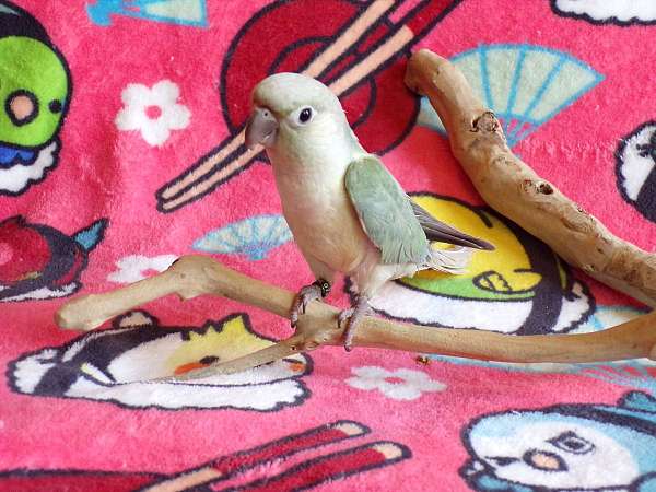 green-cheek-conure-for-sale