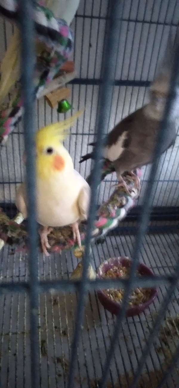 cockatiel-for-sale-in-myrtle-creek-or