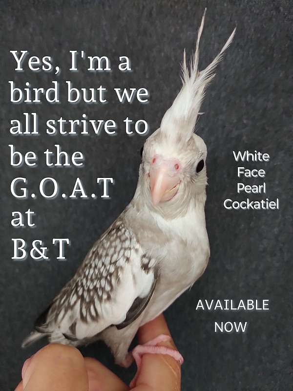 pearl-white-bird-for-sale-in-arlington-tx