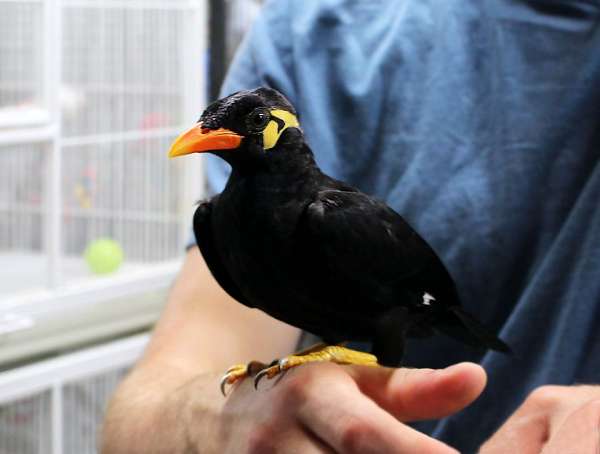 black-headed-caique-for-sale-in-birmingham-al